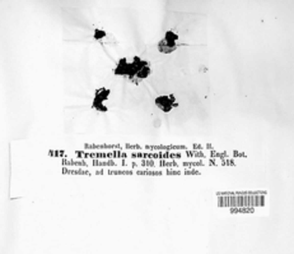 Ascocoryne sarcoides image